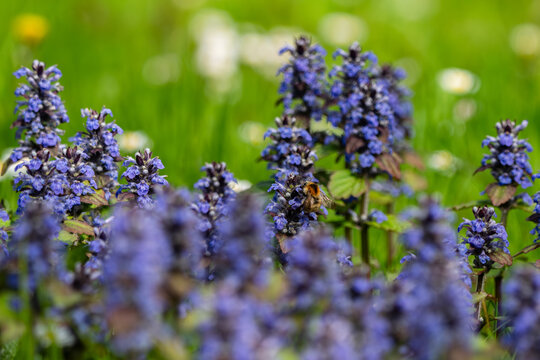 View of vibrant purple bugleweed flowers blooming in a lush green meadow with a honeybee collecting nectar Zagreb, Croatia.