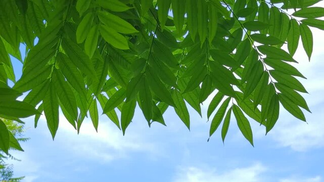 Fraxinus excelsior, Juglans cinerea, Leaves silhouette with sky background, sky overcast, spring park with different plants and trees, green tree leaf, Green tree leaf sky background taken from