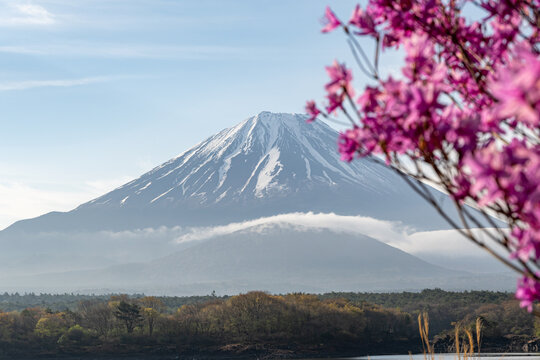 精進湖から望む富士山とミツバツツジ