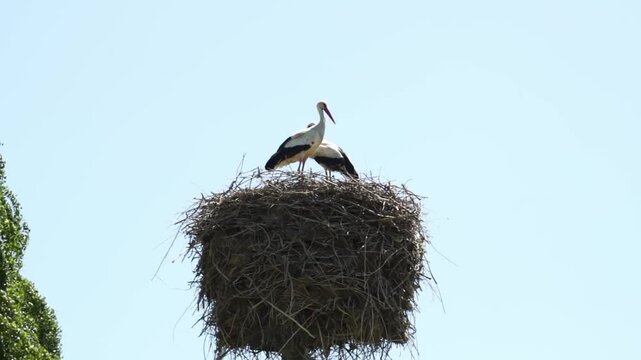 A nest of storks with birds in it against the background of a blue summer sky.