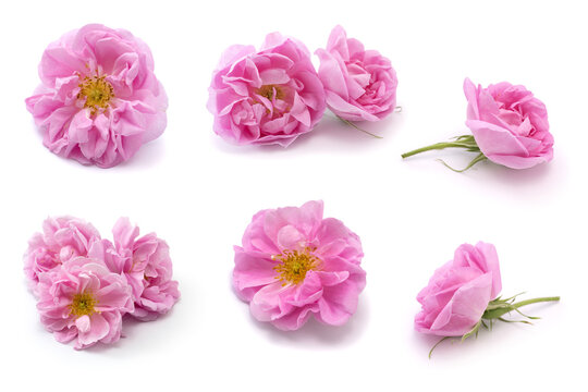pink damask rose set,  Bularian kazanlik rose collection isolated on white background