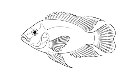Fototapeta premium Detailed scientific line art illustration of a cichlid fish showcasing its intricate fins and scales drawn in a traditional black and white style.