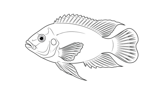 Detailed scientific line art illustration of a cichlid fish showcasing its intricate fins and scales drawn in a traditional black and white style.