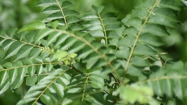 Fresh green Bergera koenigii curry leaf plant in natural outdoor setting.