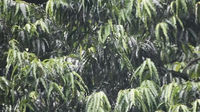 Monoon longifolium ashok tree with lush green foliage standing tall in nature.