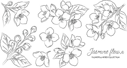 Minimalist hand drawn line art illustration of jasmine flowers,  perfect for botanical prints or coloring book pages. © Mashuda