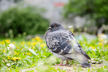 Fototapeta premium A full-body profile shot of a grey rock pigeon standing in a green meadow filled with yellow dandelions. Soft, blurred background. High-quality urban wildlife photography for nature and editorial use.