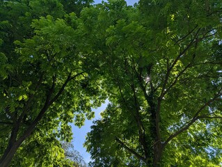 Obraz premium Fraxinus excelsior, Juglans cinerea, Leaves silhouette with sky background, sky overcast, spring park with different plants and trees, green tree leaf, Green tree leaf sky background taken from