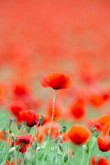 Naklejka premium Common poppy season, Spain, Europe, Papaver rhoeas 