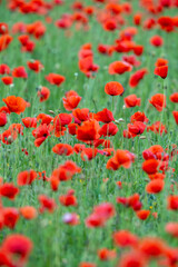 Fototapeta premium Common poppy season, Spain, Europe, Papaver rhoeas 