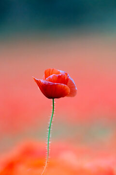 Common poppy season, Spain, Europe, Papaver rhoeas 