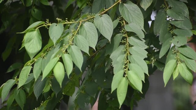Indian Nettle Trema orientale tree with green leaves in the forest.