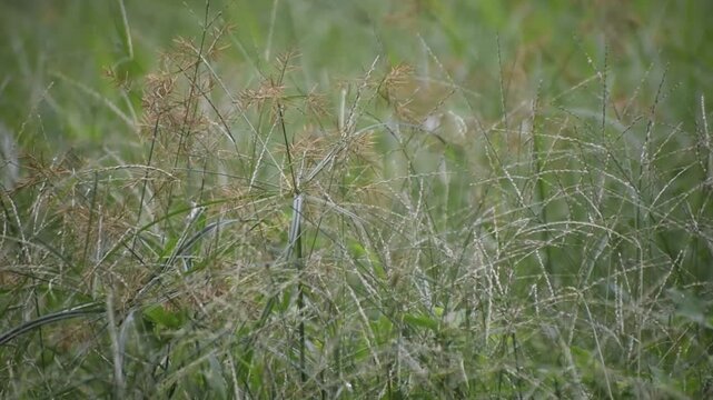 Piedmont Flatsedge Cyperus distans grass swaying in the wind during a panning shot.