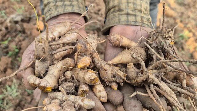 Close-up of Farmer Hands Holding Freshly Harvested Raw Turmeric Roots