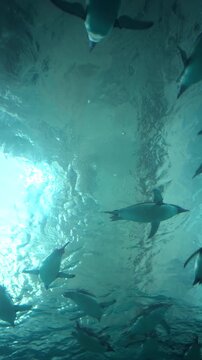Group of penguins swimming gracefully in clear blue water seen from an underwater low angle view. Captures fluid motion and natural behavior of marine wildlife in a bright, serene aquatic environment 