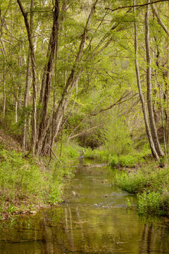 Vertical view of a tranquil river stream flowing through a lush green spring forest in Cyprus