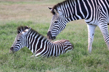 Obraz premium Mother Zebra with baby