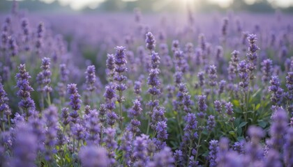 Fototapeta premium Wild Lavender Field Background with Depth Blur