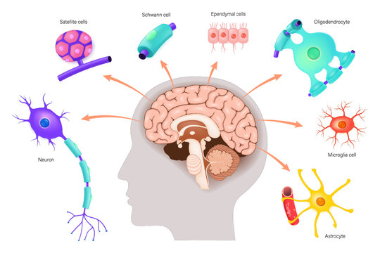 Human Nervous System. Neurons and Neuroglial cells. Types Of Neuroglial Cells - Satellite glial, schwann cell, Ependymal cells, Oligodendrocyte, Microglia cell and Astrocyte.
