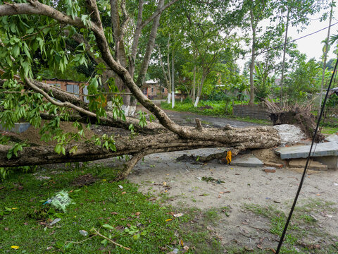 Large Uprooted Tree Blocking Path After Severe Storm Damage