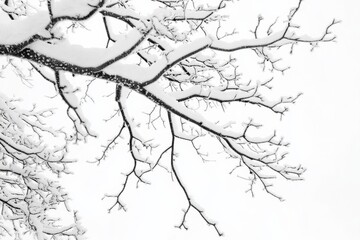 Obraz premium Snow-covered branches create a fractal pattern against a white backdrop in winter scenery during cold days of the year