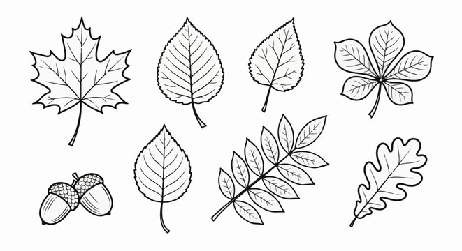 Diverse collection of distinct leaf and acorn outlines against white background
