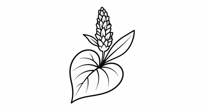 Detailed line drawing of a plant with a prominent flower spike and large leaves