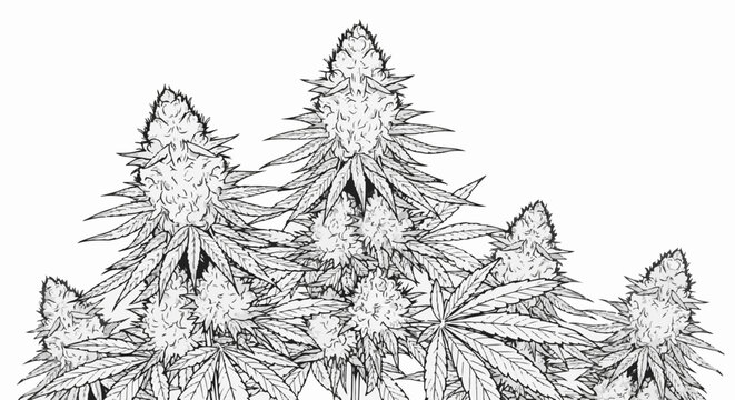 Detailed sketch of cannabis buds with prominent leaves against white background