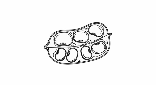 Detailed line drawing of an opened bean pod with numerous kidney-shaped seeds inside
