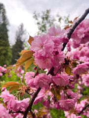 Fototapeta premium A photo of an incredibly beautiful spring blooming pink cherry tree – Sakura. Sakura branches with beautiful pink flowers.