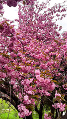 Obraz premium A photo of an incredibly beautiful spring blooming pink cherry tree – Sakura. Sakura branches with beautiful pink flowers.