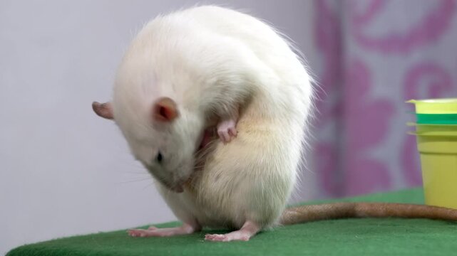 Large size domestic white rat on a green table