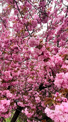 Naklejka premium A photo of an incredibly beautiful spring blooming pink cherry tree – Sakura. Sakura branches with beautiful pink flowers.