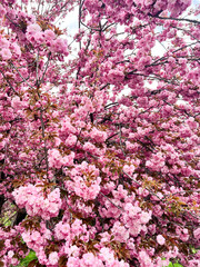 Naklejka premium A photo of an incredibly beautiful spring blooming pink cherry tree – Sakura. Sakura branches with beautiful pink flowers.