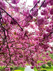 A photo of an incredibly beautiful spring blooming pink cherry tree – Sakura. Sakura branches with beautiful pink flowers. © Alexander Sulghin