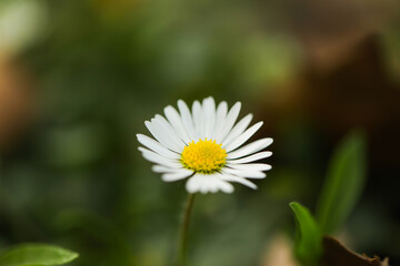 Fototapeta premium white daisy flower. Flowers background. Beauty. Garden. Gift. Nature. Spring time. Summer