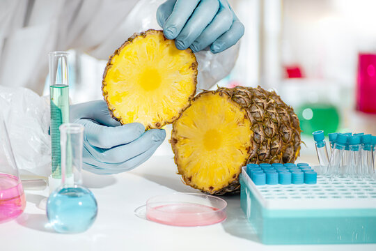 Fresh pineapple cut in half examined by gloved hands in food biotechnology laboratory, quality control and nutrient analysis for functional food research.