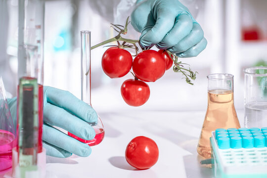Gloved hands hold fresh cherry tomatoes in a food laboratory, blurred background, glassware and tubes for quality control, nutrient profiling, and safety testing.