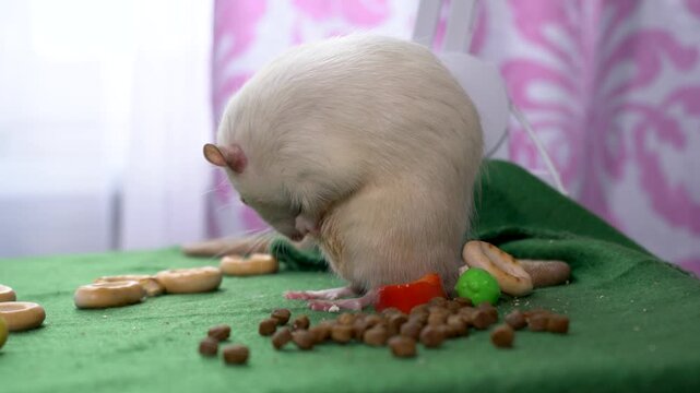 Large size domestic white rat on a green table