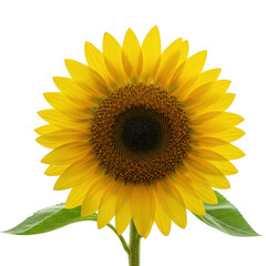Obraz premium Vibrant yellow sunflower isolated on transparent background