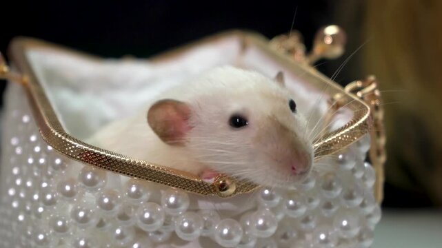 Domestic white rat crawling out of a glamor bag