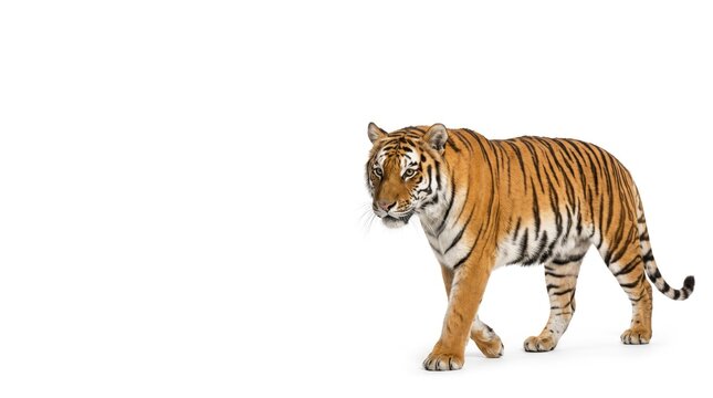 Tiger walking across a white background