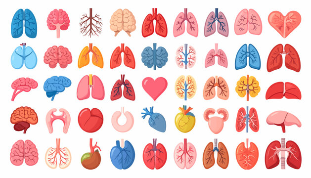 A vibrant and comprehensive collection of essential human internal organs, illustrating core anatomical structures for biology, health, and medical educational resources