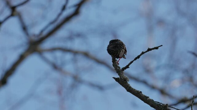 A common starling in search of food. The bird carefully inspects the ground and grass looking for insects. Medium shot.