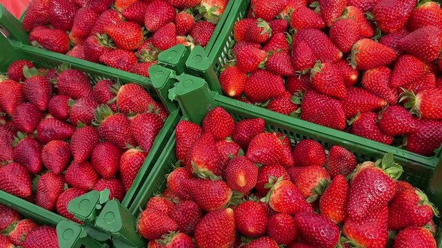 Close-up ripe strawberries in green crates, sunlight glinting on glossy red skin, seeds and stems visible, packed tightly