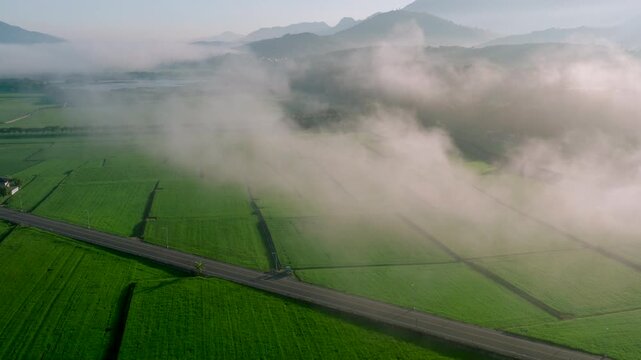 Aerial views of the rice field with clouds. Flying above the clouds