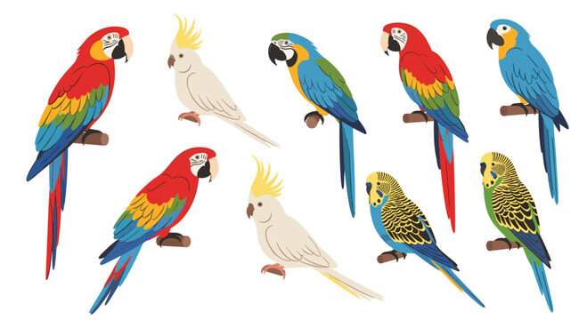 Diverse collection of colorful parrots including macaws, cockatoos and budgerigars perched on branches against white background.