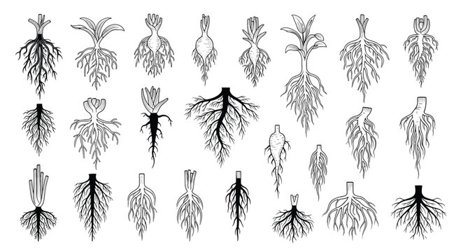 Educational set of sketches showing various types of plant root systems including taproots and fibrous roots in black and white.