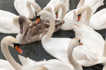 Swans on the river © Kathan Fotografias