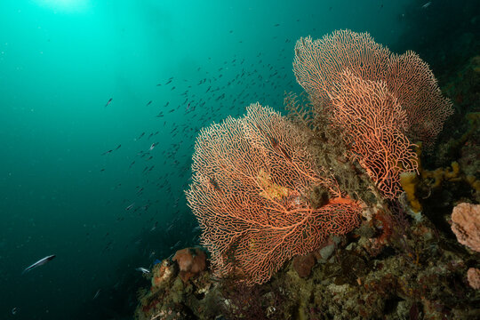 Biodiverse Coral Reef with Gorgonian Sea Fans in Raja Ampat, Indonesia